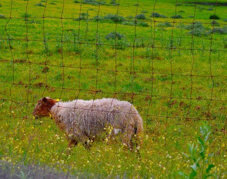 Ganado Sierra Morena