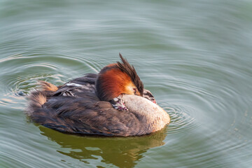 The water bird Great crested Grebe, Podiceps cristatus, swimming in the lake, and its cute babies riding on its back