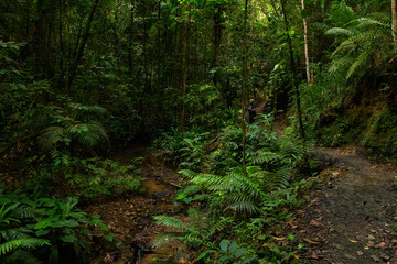 Obraz premium Lush rainforest trail along Gilpin Trace in the Main Ridge Forest Reserve, Tobago, featuring dense tropical foliage and natural hiking path