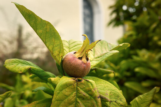 Mispel (Mespilus germanica) einzelne Frucht am Baum im Herbst im Garten einer Kirche