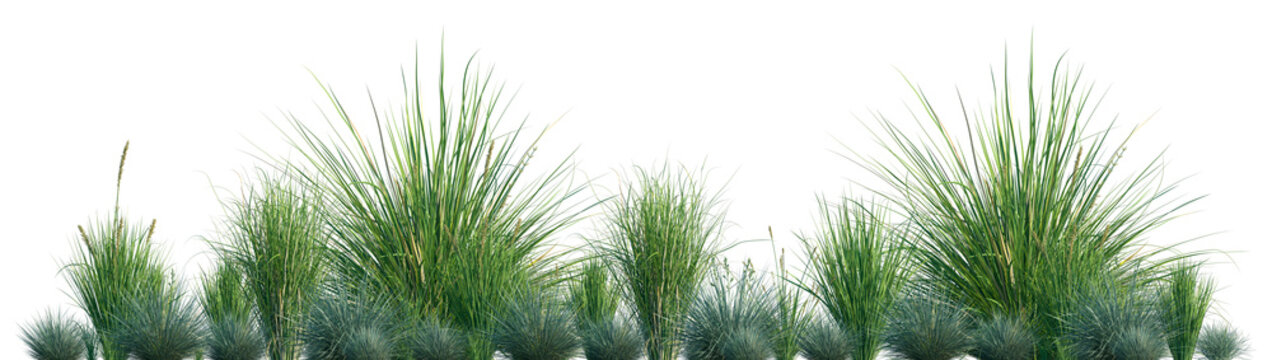 Set of Festuca glauca and Carex appressa isolated frontal png on a transparent background perfectly cutout	