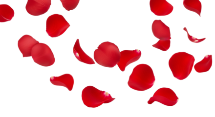 Vibrant deep red rose petals gracefully falling against a sleek black backdrop ideal for love romance weddings