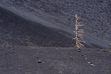 Burnt trees and black soil on the slopes of Mount Etna in Sicily during a sunny day