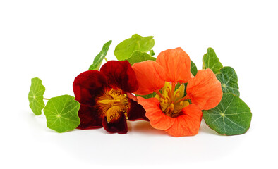 Edible nasturtium flowers with green leaves on a white background.