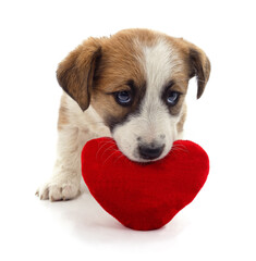 Cute puppy holding a red heart toy in its mouth.