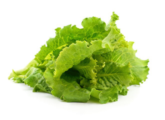Fresh green lettuce leaves isolated on a white background.