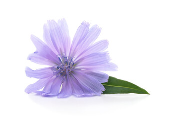 Single delicate blue chicory flower isolated on a white background.