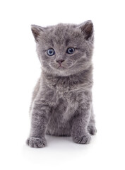 Cute small gray kitten sitting and looking forward.