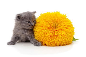 Small gray kitten sitting next to a bright yellow sunflower.
