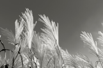 Fluffy soft miscanthus in sunlight against sky. Gray background with copy space. Selective focus. Demonstrating color of 2026 year, Cloud Dancer