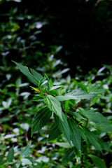 Green Tropical Leaves of Senduduk (Melastoma malabathricum) with Prominent Veins in Natural Forest Background