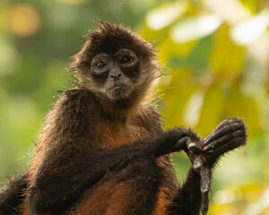 Spider Monkeys in Costa Rica