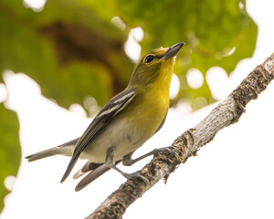 Yellow Throated Vireo in Costa Rica