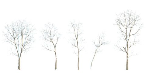 Collection of Alnus,betula snow tree on transparent background