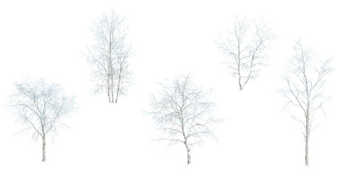 Collection of betula snow tree on transparent background