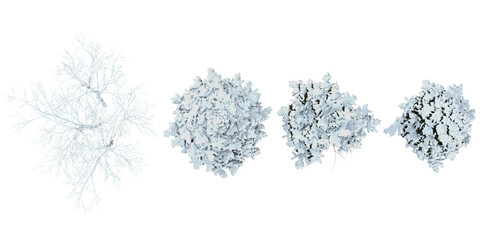 Collection of betula,Cedrus snow tree on transparent background from the top view