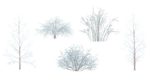 Collection of Firmiana snow tree on transparent background