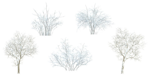 Collection of Fraxinus snow tree on transparent background