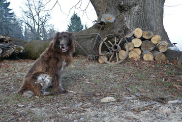 Watch dog . Guard dog . Wachhund . Münsterländer and rusty bicycle