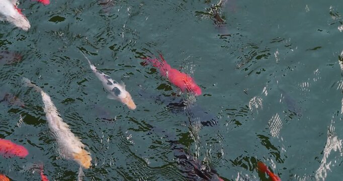 Motley Koi, fancy carps fish swims in lake. Cinema 4K Slow Motion video