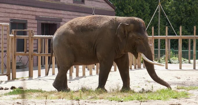 Large elephant walks in zoo enclosure. Cinema 4K Slow Motion video