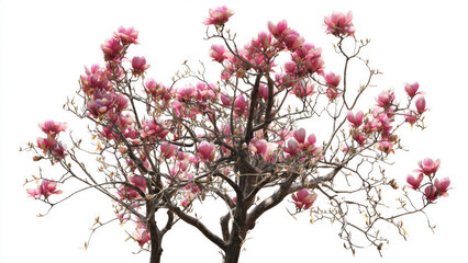 Fototapeta premium Magnolia Tree in Full Bloom