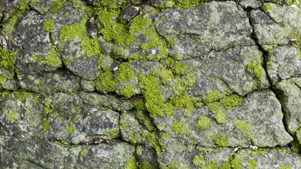 Obraz premium Mossy bark texture