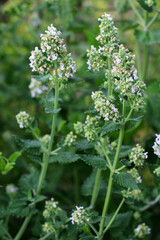 Fototapeta premium Flowering lemon balm (Melissa officinalis) flowers