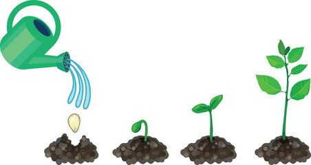 Growth stages of plant from planting a seed to sprouting