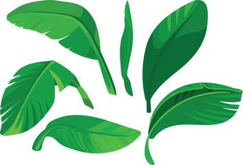 Green leaves of a banana tree isolated on white background