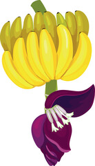 Ripe yellow banana fruit and inflorescence of banana plant