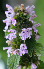 Ballota Nigra grows in nature