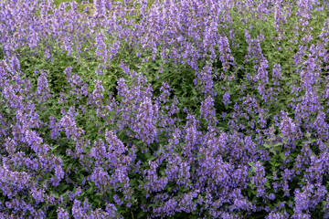 Catmint flowers growing in park garden