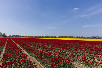 A wide field of vibrant colorful tulips with multiple stripes and rows stretching into the distance. An iconic, sunny Dutch spring scene.
