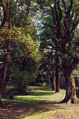 Fototapeta premium Trees, path, park, nature, walkway, sunlight create a shaded tree-lined avenue with dappled light, mossy trunks and grassy ground offering a peaceful outdoor corridor for walking.
