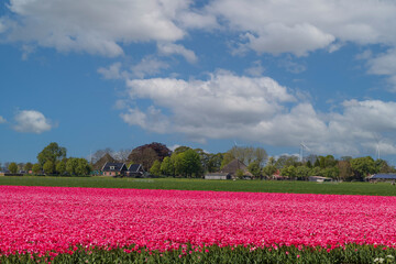 A vibrant field of pink tulips in the Netherlands with traditional houses and wind turbines in the background. Contrast of pink, green, and blue sky.