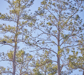 Vultures flying and landing in pine trees!