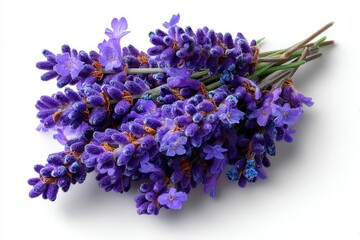 Close up top view of fresh lavender blooms on a white surface showcasing the flower's purple hues and delicate texture, suitable for use in various design projects