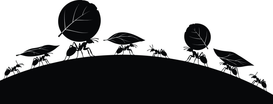 Ants Working Together Carrying Leaves in Silhouette on a Curved Hill Keywords: ants, insects, carrying, leaves, teamwork