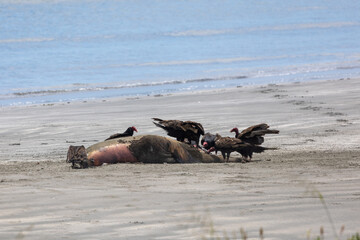 Fototapeta premium Vultures feeding on a sea lion carcass on the beach