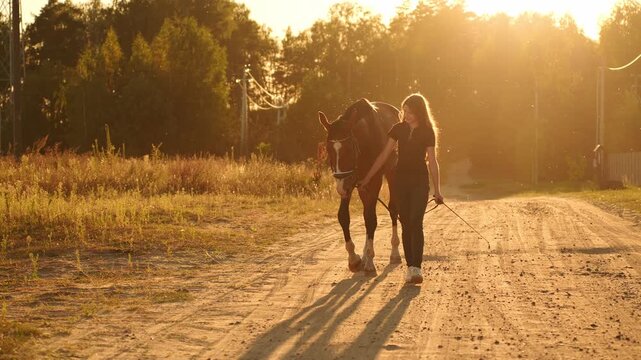 Woman leads horse by reins along sunlit road at sunset. Horse owner leads horse by bridle on farm, preparing for ride. Concepts: care and love for horses, equestrian sport