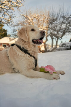  "Playful White Golden Retriever Guarding Toy in Snowy Garden on Sunny Winter Day, Oslo, Norway"