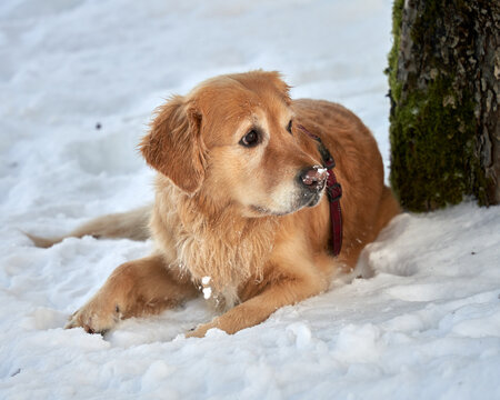  Golden Retriever Portrait in Snowy Oslo, Norway - Winter Dog Photography, Female Canine, Golden Retriever Breed, Norwegian Landscape, Oslo Cityscapes, Winter Scenery, Snowfall, Animal Portraits, Pet