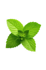 Fresh Mint Leaves Isolated on Transparent Background