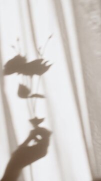 The girl holds a flower in her hand. Transparent soft light and shadow on wall from leaves of the. Sun and shadows. Product presentation, mockup for advertising. Space for text. High quality 4k