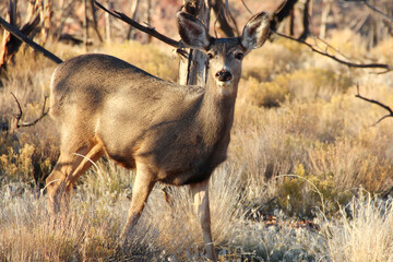Doe or Deer Grazing on Kolob Terrace Road near the Entrance to Zion National Park in Utah.