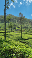 Naklejka premium Picturesque tea plantation in Sri Lanka, highlighting lush green hills and world-famous tea estates