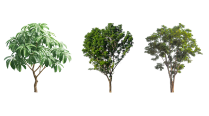 Isolated Green Trees Collection on Black Background