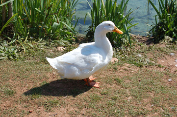 Ducks swimming and sunbathing in the lake