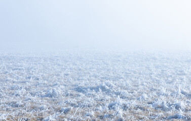 A field of dry grass covered in hoarfrost or rime ice and fog in the background